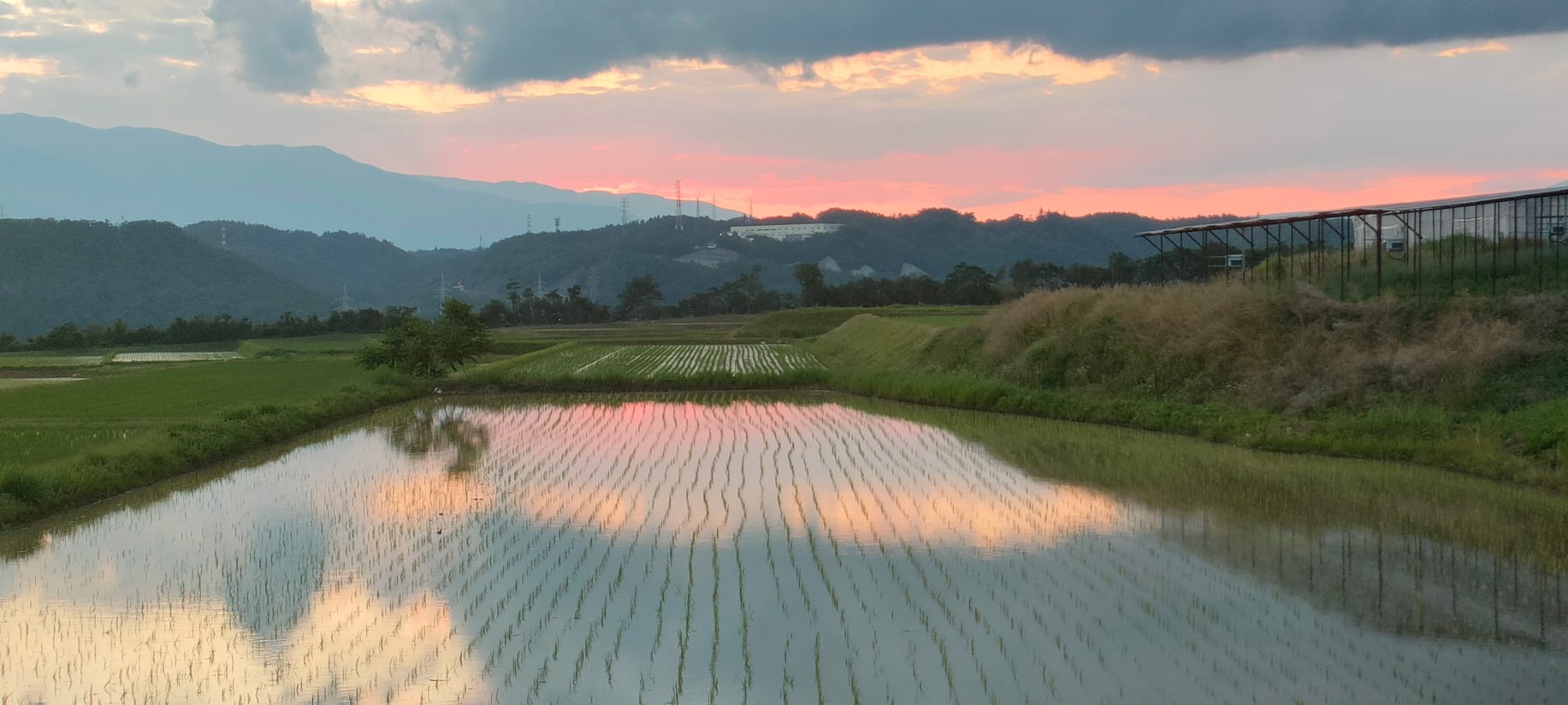 夕暮れの田んぼ。水面に空の色が映っている