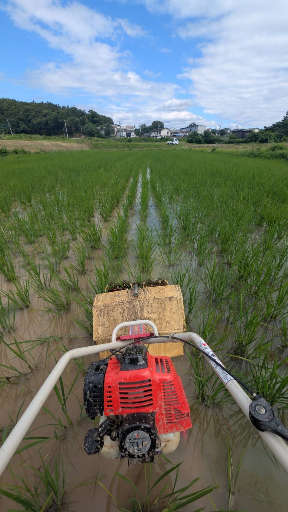 田んぼの草取り作業